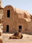 Camel, Ksar El Ferech, Tunisia.