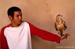 Eagle on hand, Ksar Haddada, Tunisia.