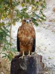 Eagle waiting on a trunk, Tamerza Chebika, Tunisia.
