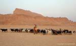 Flock and shepherd at the door of Chott el Jerid, Tunisia.