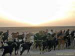 Herd of goats in the Chott el Jerid, Tunisia.