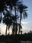 Palms shadow, Chebika, Tunisia.