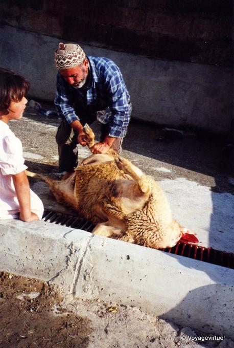 Preparation of sheep for Eid al-Adha - Goreme, Cappadocia - Turkey