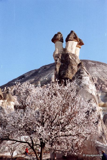 A tree in flower and fairy chimneys, Cappadocia - Turkey