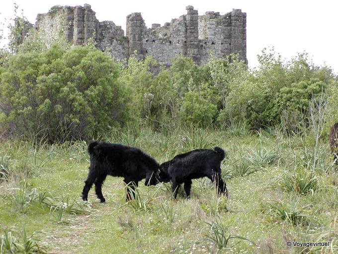 A goat fighting in the ruins of Aspendos - Turkey