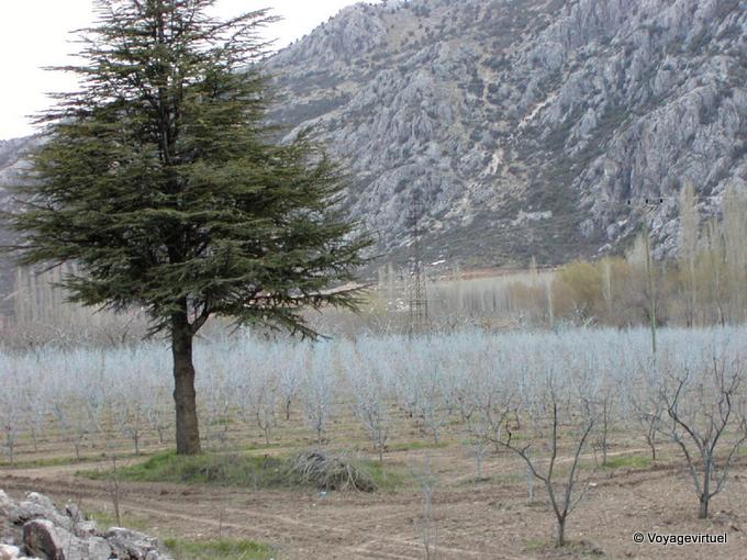Blue orchard trees, Egirdir - Turkey