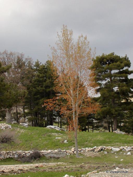 Tree in spring, Egirdir - Turkey