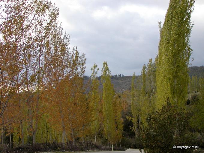 Poplars reborn, Egirdir - Turkey