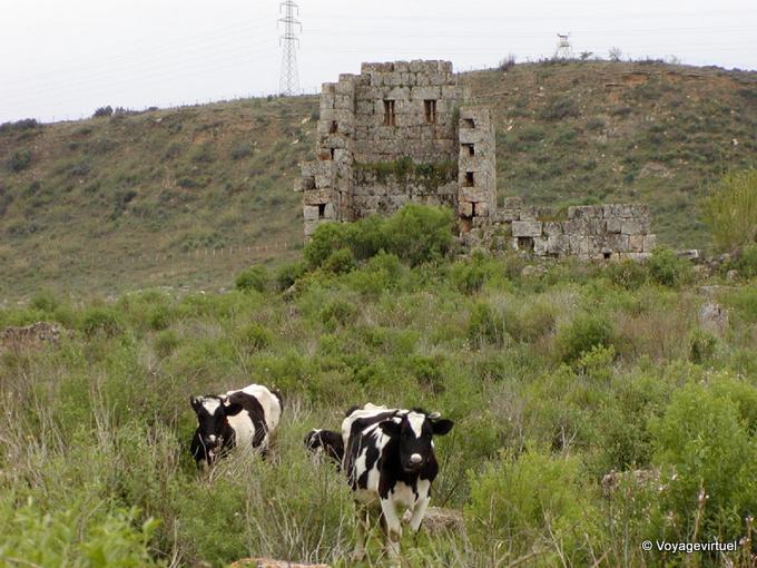 Cleaning by cattle, site of Perge - Turkey