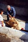 Preparation of sheep for Eid al-Adha - Goreme, Cappadocia, Turkey.