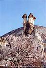 A tree in flower and fairy chimneys, Cappadocia, Turkey.