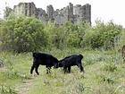 A goat fighting in the ruins of Aspendos, Turkey.